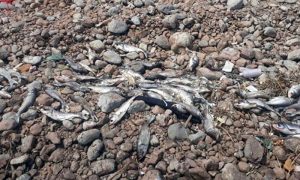 راول ڈیم میں مچھلیاں مرنےکا ذمہ دار کون | humnews.pk
