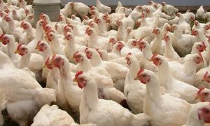 مرغی کے گوشت کی قیمت کی پھر اونچی اڑان