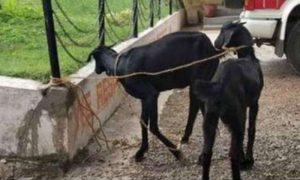 بھارتی پولیس نے پودے کھانے پر بکریوں کو گرفتار کر لیا