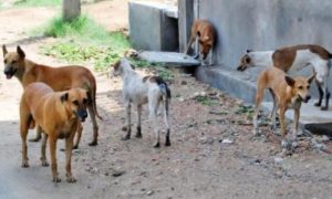 کراچی: کلفٹن میں آوارہ کتے نے دوبچوں سمیت پانچ افراد کو کاٹ لیا