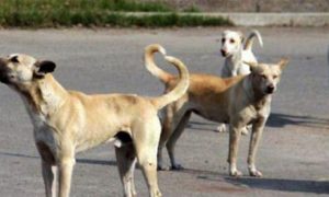 لاڑکانہ: ایک دن میں آوارہ کتوں نے 28 افراد کو کاٹ لیا