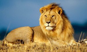 سعودی عرب میں پالتو شیر نے مالک کو ہلاک کردیا