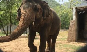 کاون ہاتھی کی چڑیا گھر سے منتقلی پر امریکی گلوکارہ حکومت پاکستان کی شکرگزار
