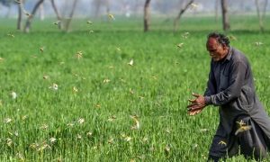 سندھ کے مختلف اضلاع میں ٹڈی دل کے حملے، فصلیں تباہ