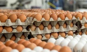 پاکستان میں انڈے کی40فیصد پیدوار بند، قیمت170 روپے فی درجن