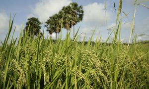 بھارتی سازش کے باوجود پاکستانی باسمتی چاول کی ایکسپورٹ بہتر