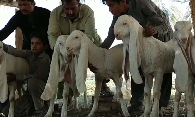 Weight of the Nwabshah Goat