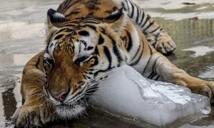 لاہور چڑیا گھر: 3 جانوروں کو آسان موت دینے پر غور شروع