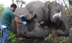 بھارت: آسمانی بجلی گرنے سے 18 جنگلی ہاتھی ہلاک