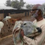 ویلنٹائن ڈے گائے کو گلے لگا کر منائیں، بھارتی حکومت کی عوام سے اپیل